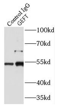 ARHGEF25 Specific Rabbit Polyclonal Antibody