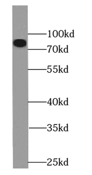 GLI2 Antibody