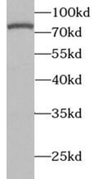 GRN Antibody
