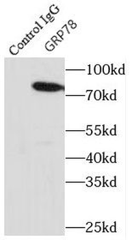HSPA5 Antibody