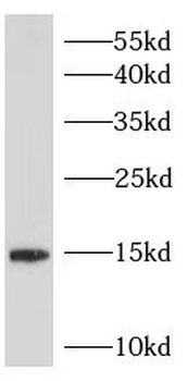 HBE1 Specific Rabbit Polyclonal Antibody