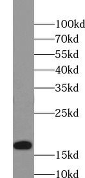 Histone-H3 Antibody