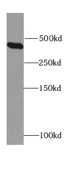 HSPG2 Specific Rabbit Polyclonal Antibody