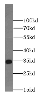 ELAVL1 Rabbit Polyclonal Antibody