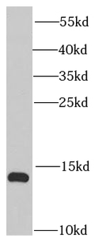IFITM1 Specific Mouse Monoclonal Antibody