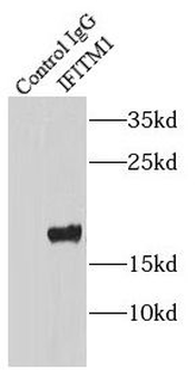 IFITM1 Specific Mouse Monoclonal Antibody