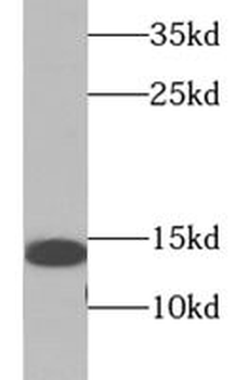IFITM3 Mouse Monoclonal Antibody
