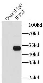 IFT52 Rabbit Polyclonal Antibody