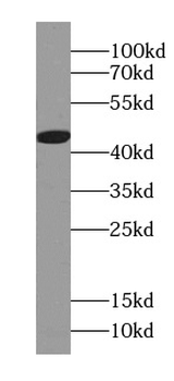 MIIP Antibody