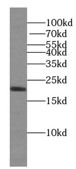 IL9 Antibody