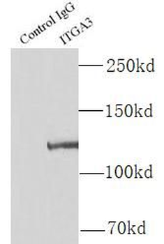 ITGA3 Rabbit Polyclonal Antibody