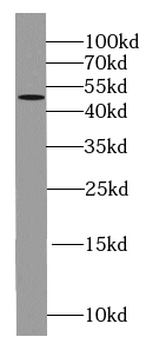 KLK1 Antibody