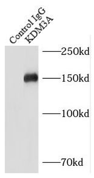 KDM3A Rabbit Polyclonal Antibody