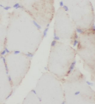 LDHB Antibody