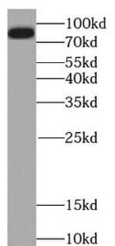 LGALS3BP Mouse Monoclonal Antibody