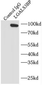 LGALS3BP Mouse Monoclonal Antibody