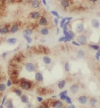 LGALS3BP Mouse Monoclonal Antibody