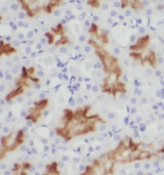 LRP2 Antibody