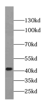 MAS1L Antibody