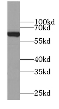 MFSD2A Rabbit Polyclonal Antibody