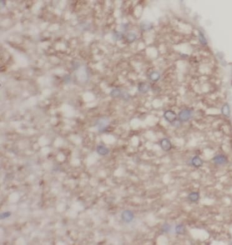 MZB1 Rabbit Polyclonal Antibody