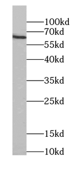 SLC13A1 Rabbit Polyclonal Antibody