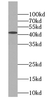ILF2 Antibody