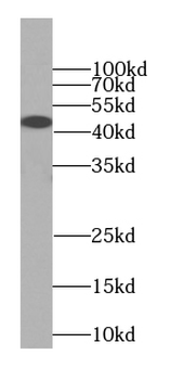ILF2 Antibody