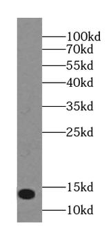 NUTF2 Mouse Monoclonal Antibody