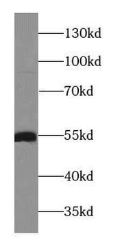 POU2F2 Rabbit Polyclonal Antibody