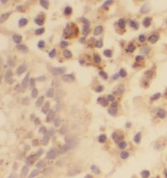 POU2F2 Rabbit Polyclonal Antibody