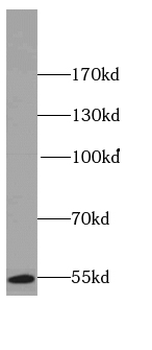 POU2F2 Specific Rabbit Polyclonal Antibody