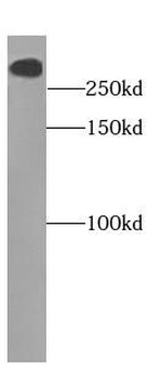 TENM1 Rabbit Polyclonal Antibody