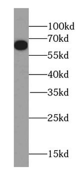 OPTN Antibody