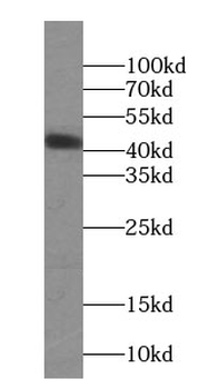 ORM1/2 Mouse Monoclonal Antibody