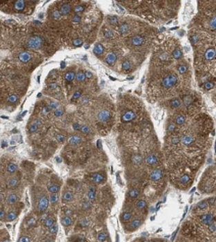 ORM1/2 Mouse Monoclonal Antibody