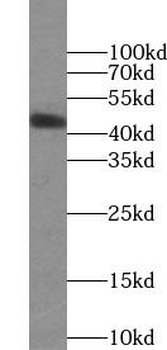 ORM2 Specific Mouse Monoclonal Antibody