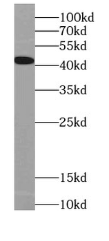 PDHA1 Mouse Monoclonal Antibody