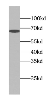 PEX5L Rabbit Polyclonal Antibody