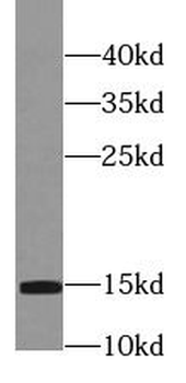PFN2 Antibody