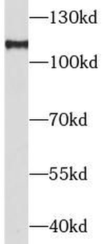 PPARGC1A Antibody