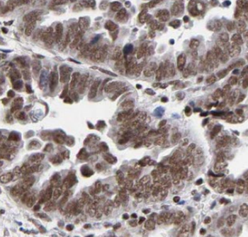 phospho RCC1 (Ser12) Rabbit Polyclonal Antibody