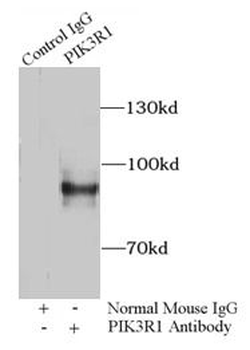 PIK3R1 Mouse Monoclonal Antibody