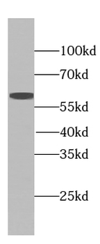 EGFLAM Rabbit Polyclonal Antibody