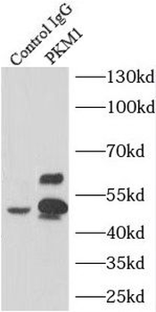 PKM1 Antibody