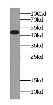 PLEKHB1 Rabbit Polyclonal Antibody