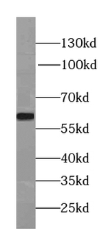 phospho PLK1(S326) Rabbit Polyclonal Antibody