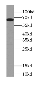 POU3F3 Specific Rabbit Polyclonal Antibody