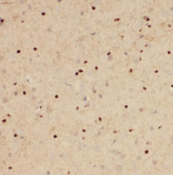 POU3F3 Specific Rabbit Polyclonal Antibody