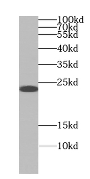 Pre-IL18 Antibody
